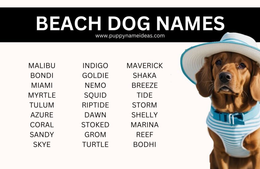 140+ Beach Dog Names