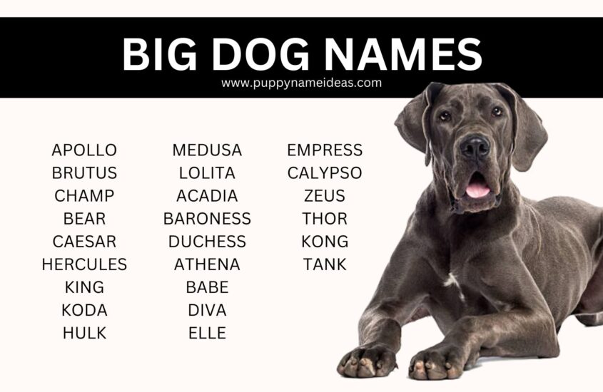 145+ Big Dog Names