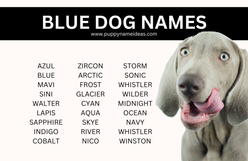 170+ Blue Dog Names