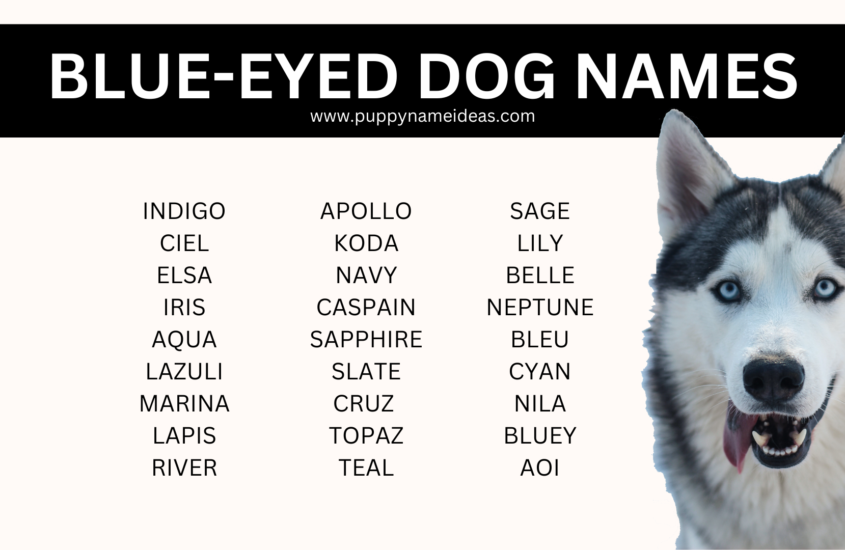 140+ Blue Eyed Dog Names