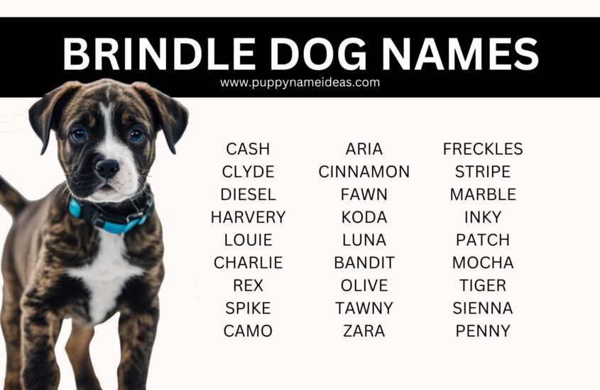 180+ Brindle Dog Names