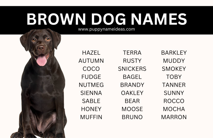 150+ Brown Dog Names