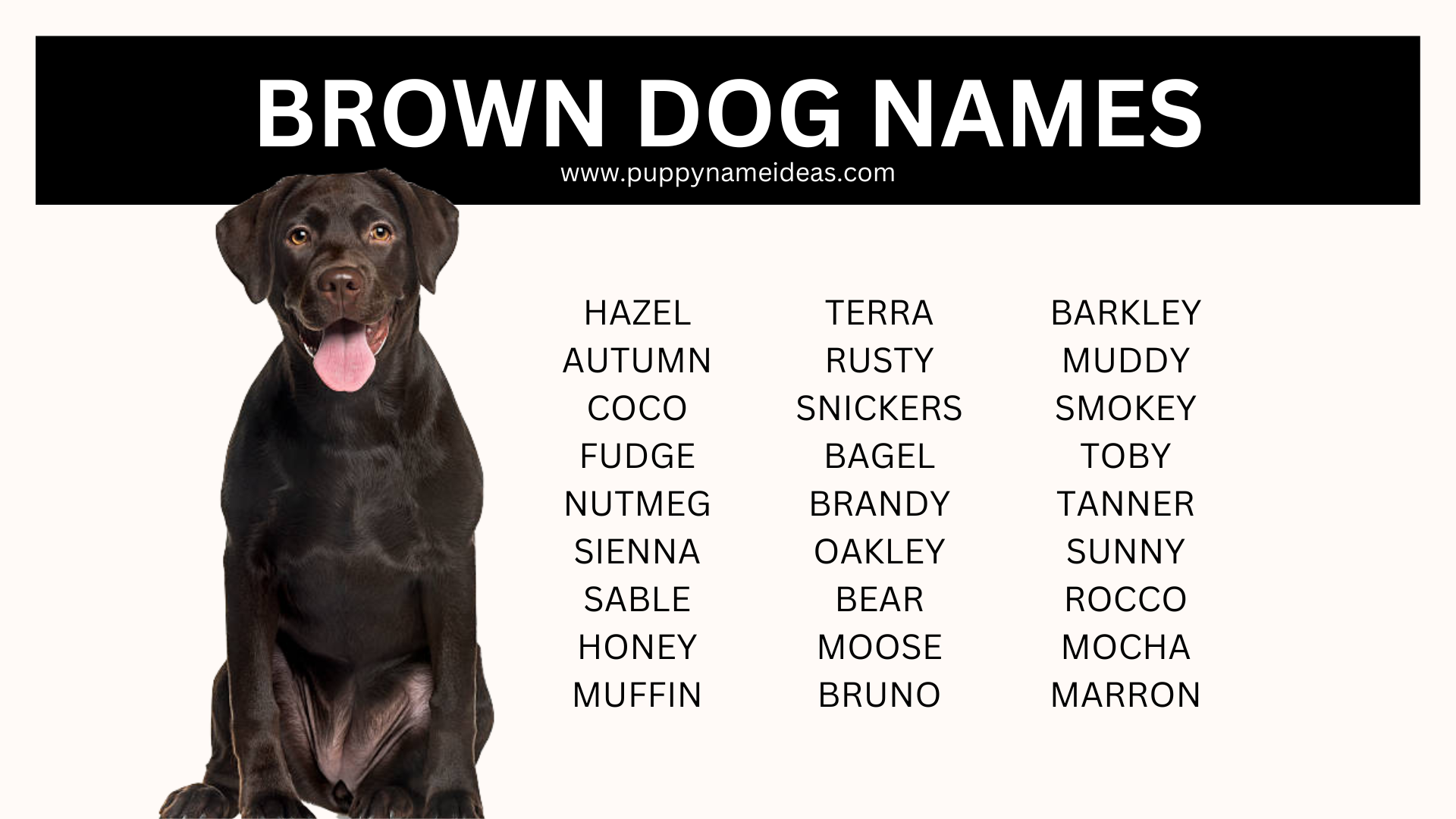 150+ Brown Dog Names - Puppy Name Ideas