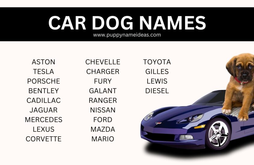 115+ Car Dog Names