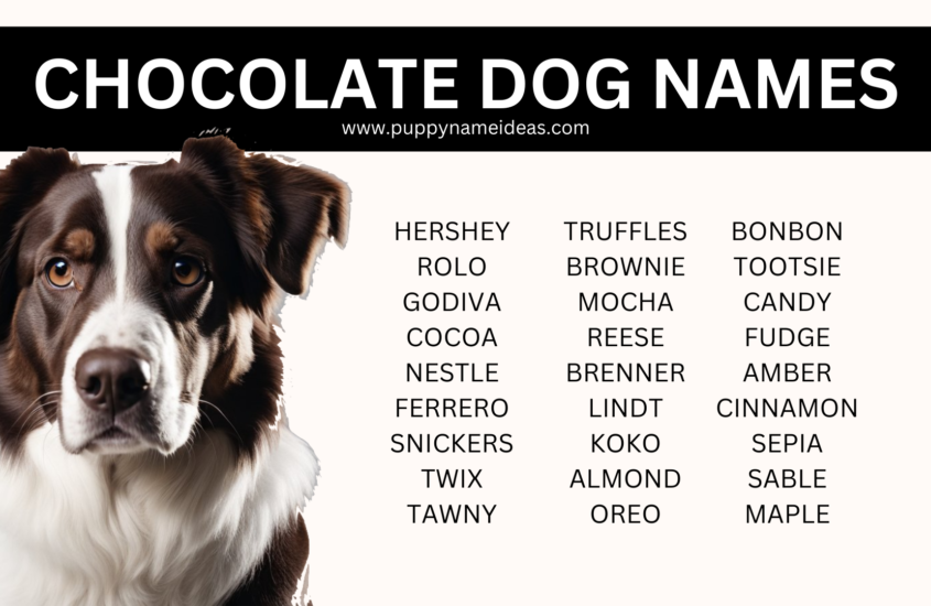 100+ Chocolate Dog Names