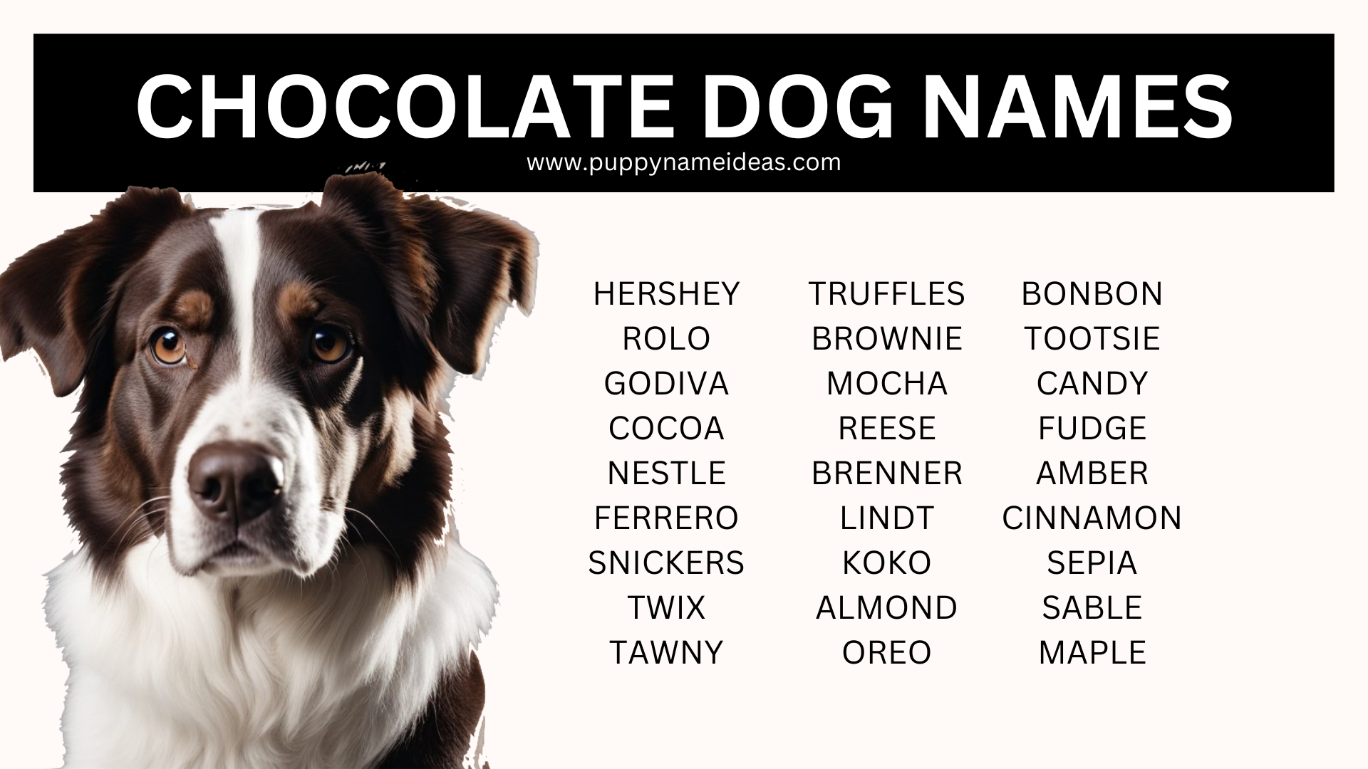 100-chocolate-dog-names-puppy-name-ideas