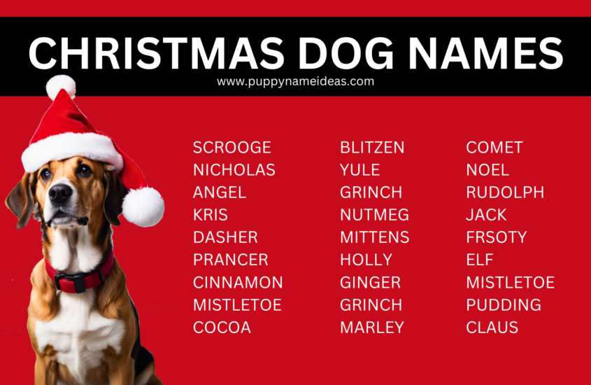 200+ Christmas Dog Names