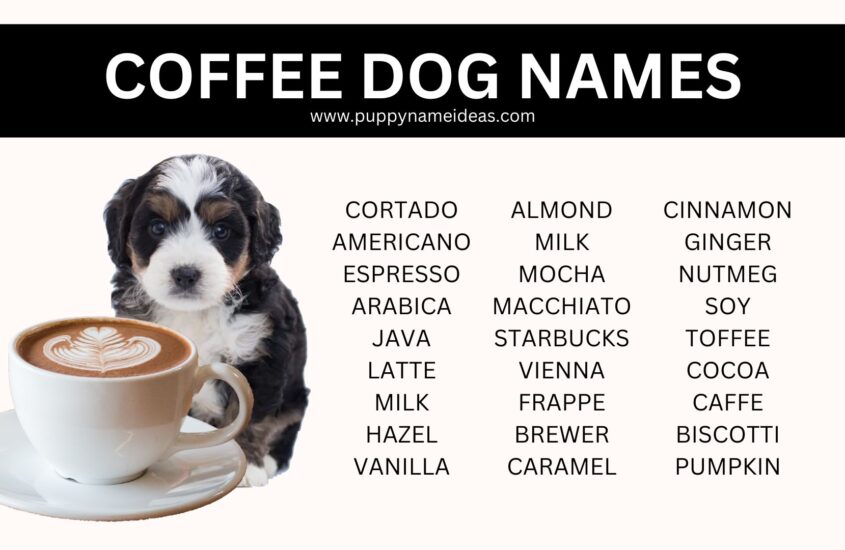 95+ Coffee Dog Names