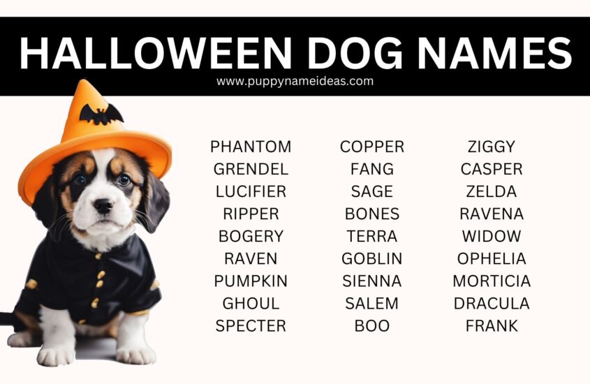 165+ Halloween Dog Names