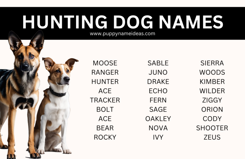 105+ Hunting Dog Names