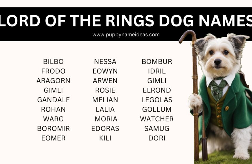 150+ Lord of the Rings Dog Names
