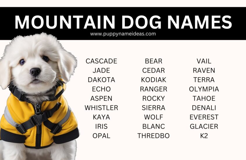200+ Mountain Dog Names