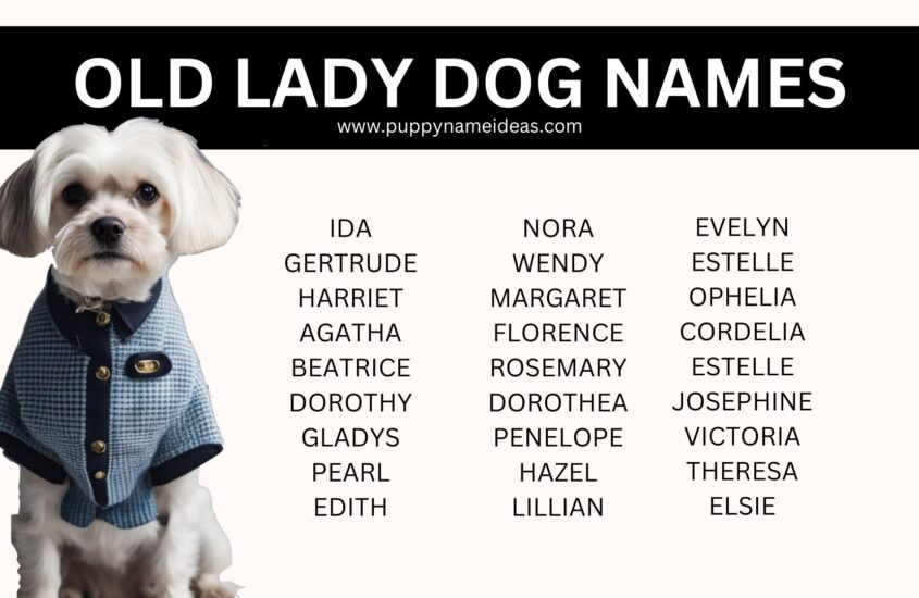 120+ Old Lady Dog Names