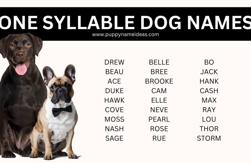 130+ One-Syllable Dog Names