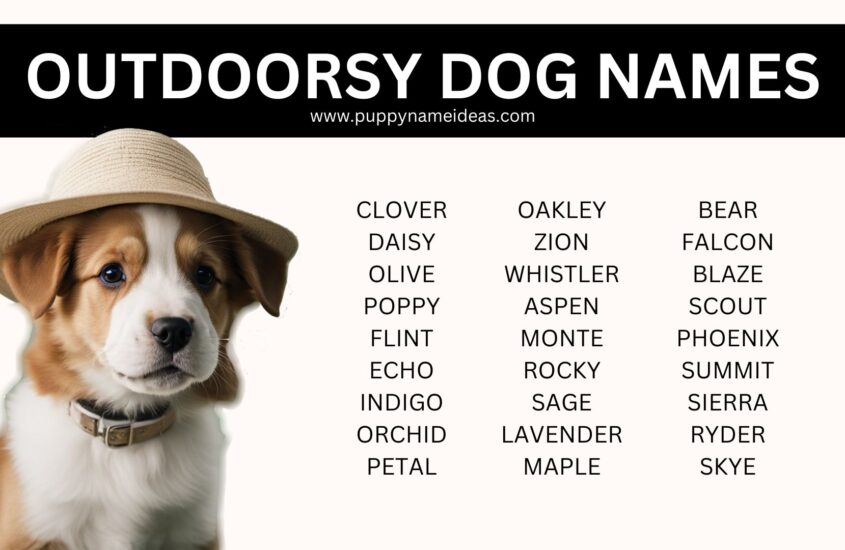 285+ Outdoorsy Dog Names