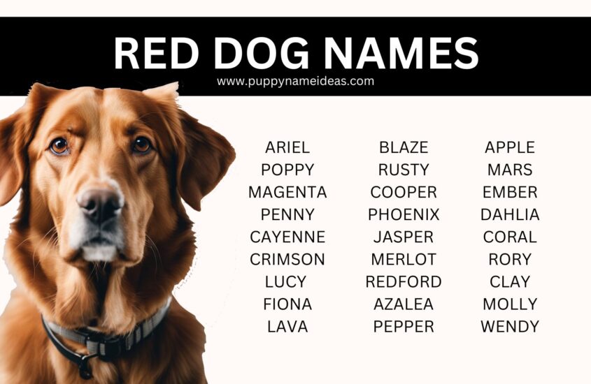 190+ Red Dog Names