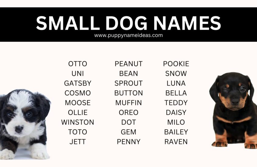 170+ Small Dog Names