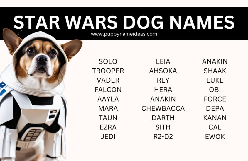 175+ Star Wars Dog Names