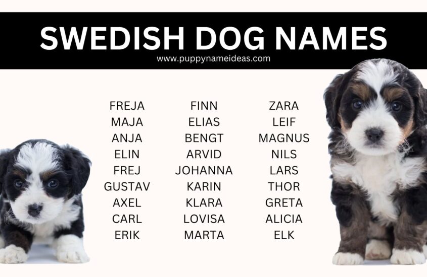 200+ Swedish Dog Names (With Meanings)