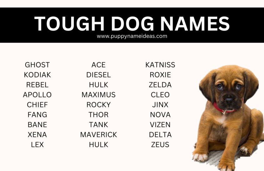 135+ Tough Dog Names