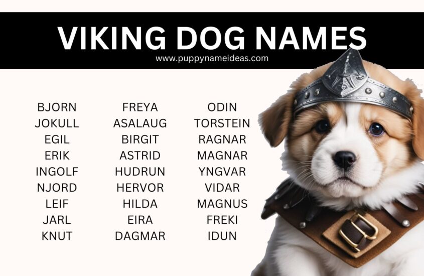 160+ Viking Dog Names
