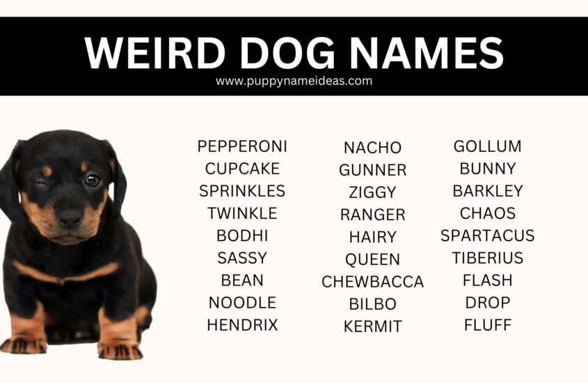 140+ Weird Dog Names