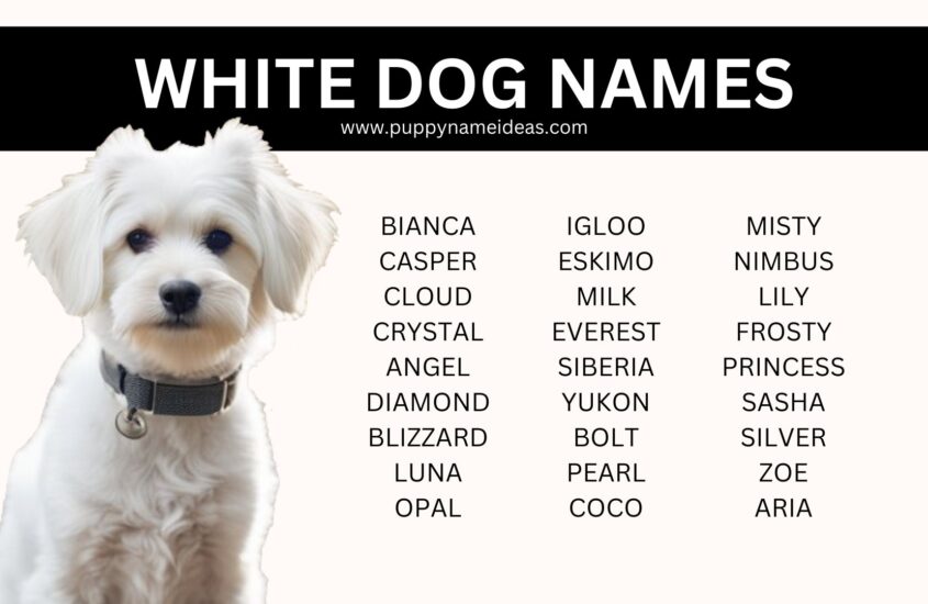 190+ White Dog Names