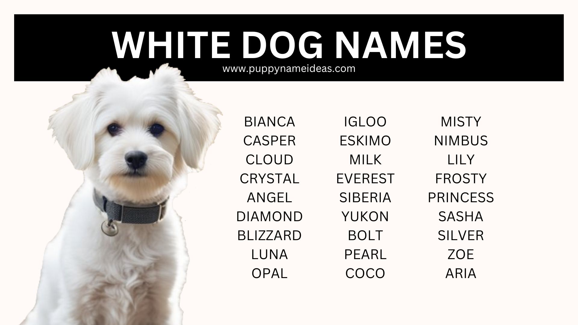 190+ White Dog Names - Puppy Name Ideas