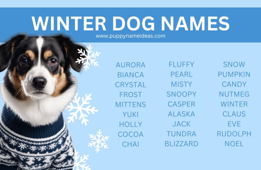 140+ Winter Dog Names