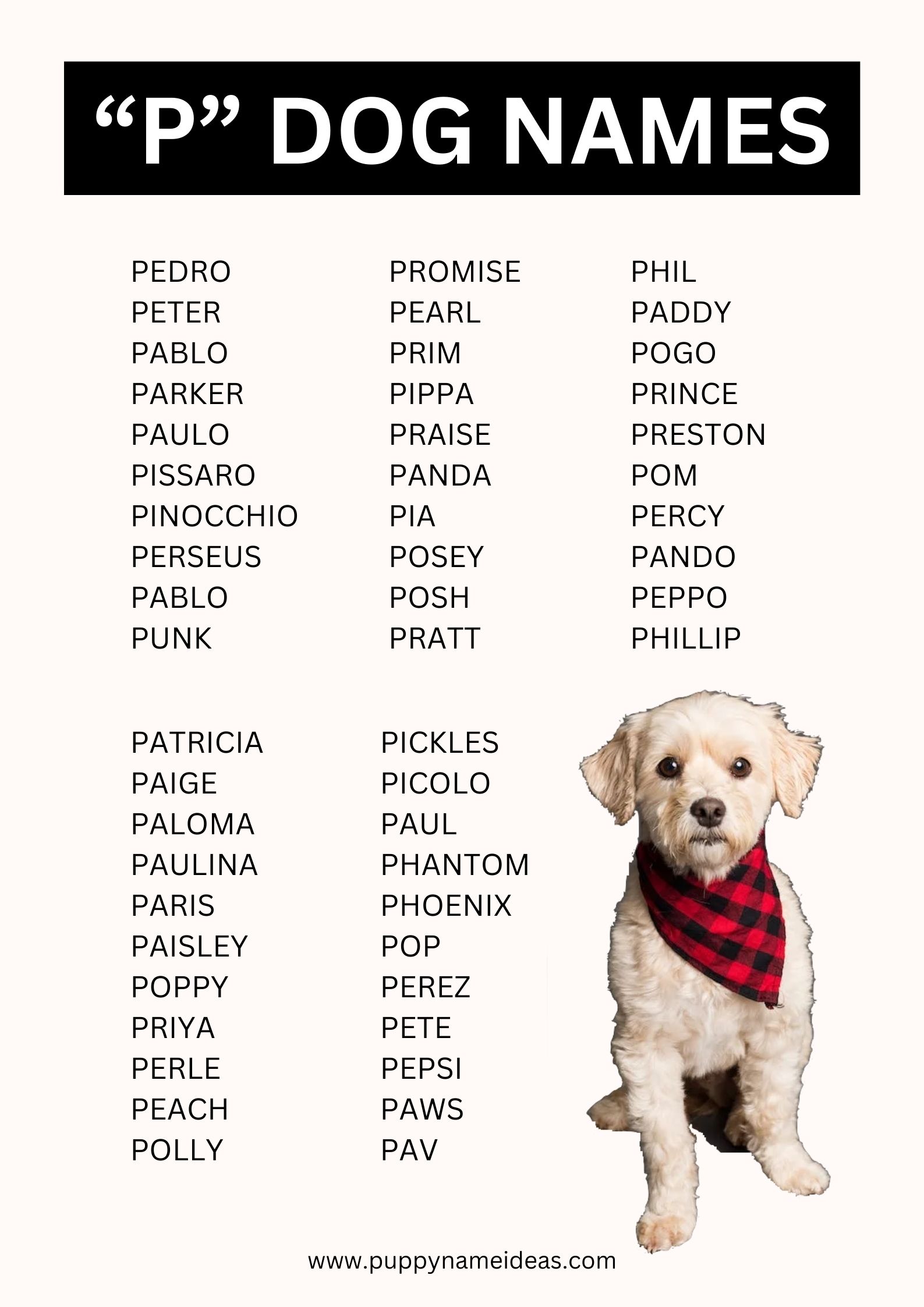 List Of Dog Names That Start With P