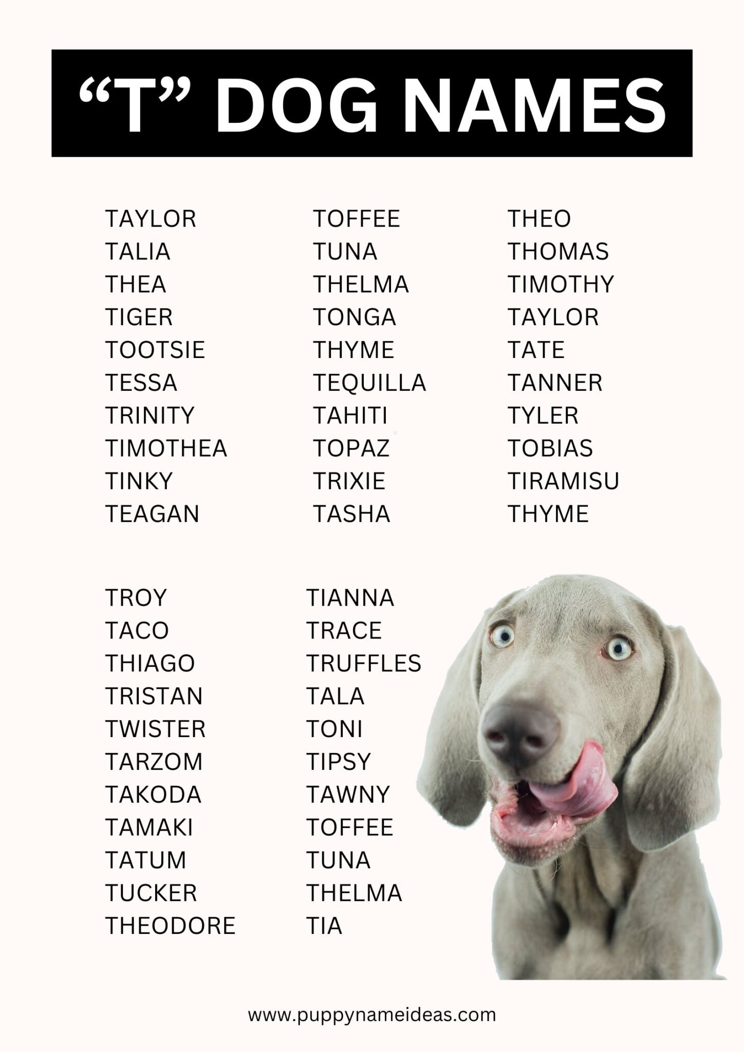 Hypoallergenic Dog Names Starting With T