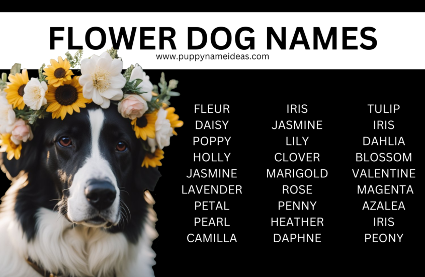 180+ Flower Dog Names