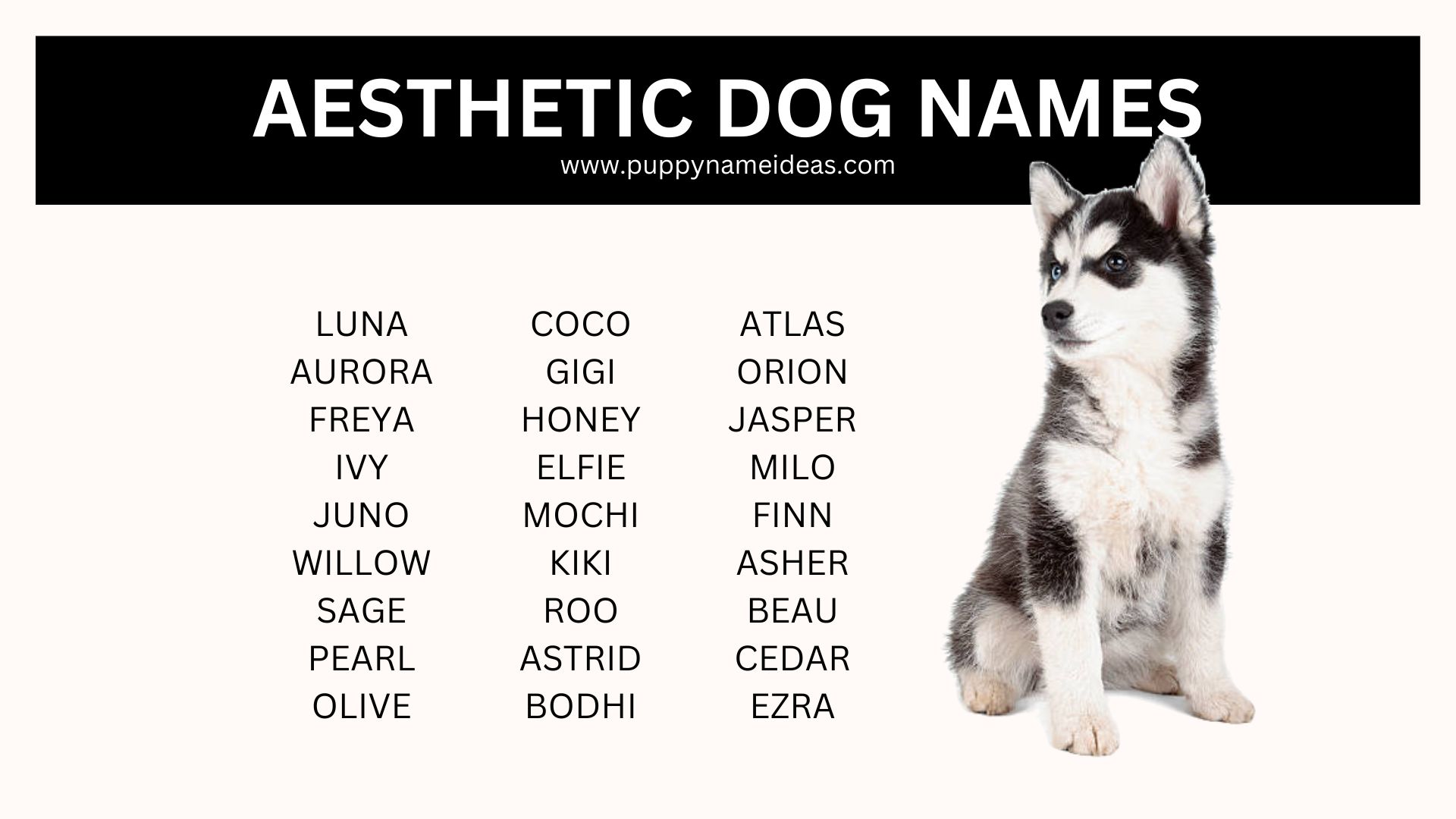 130+ Aesthetic Dog Names