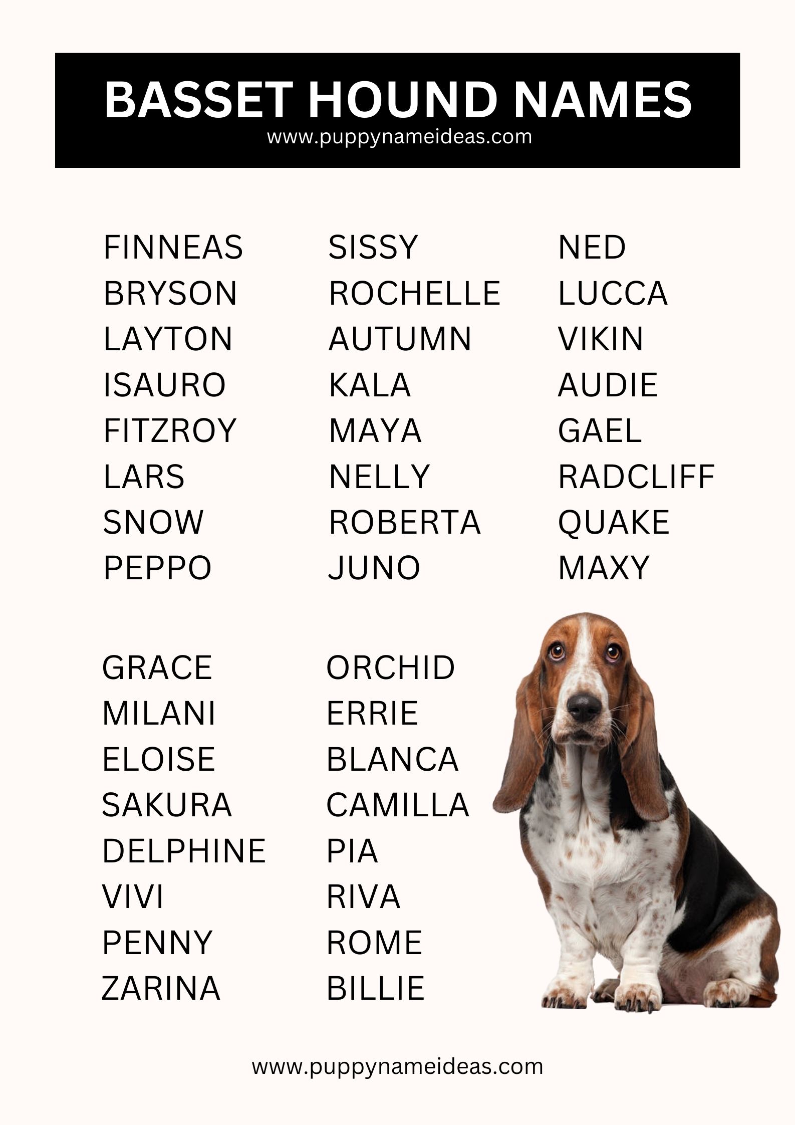 List Of Basset Hound Names