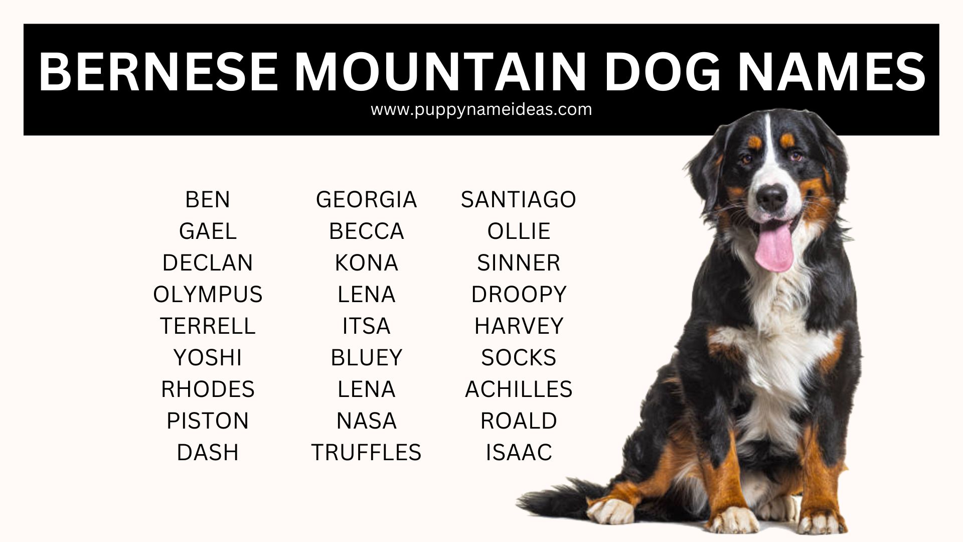 340+ Bernese Mountain Dog Names  (With Meanings)