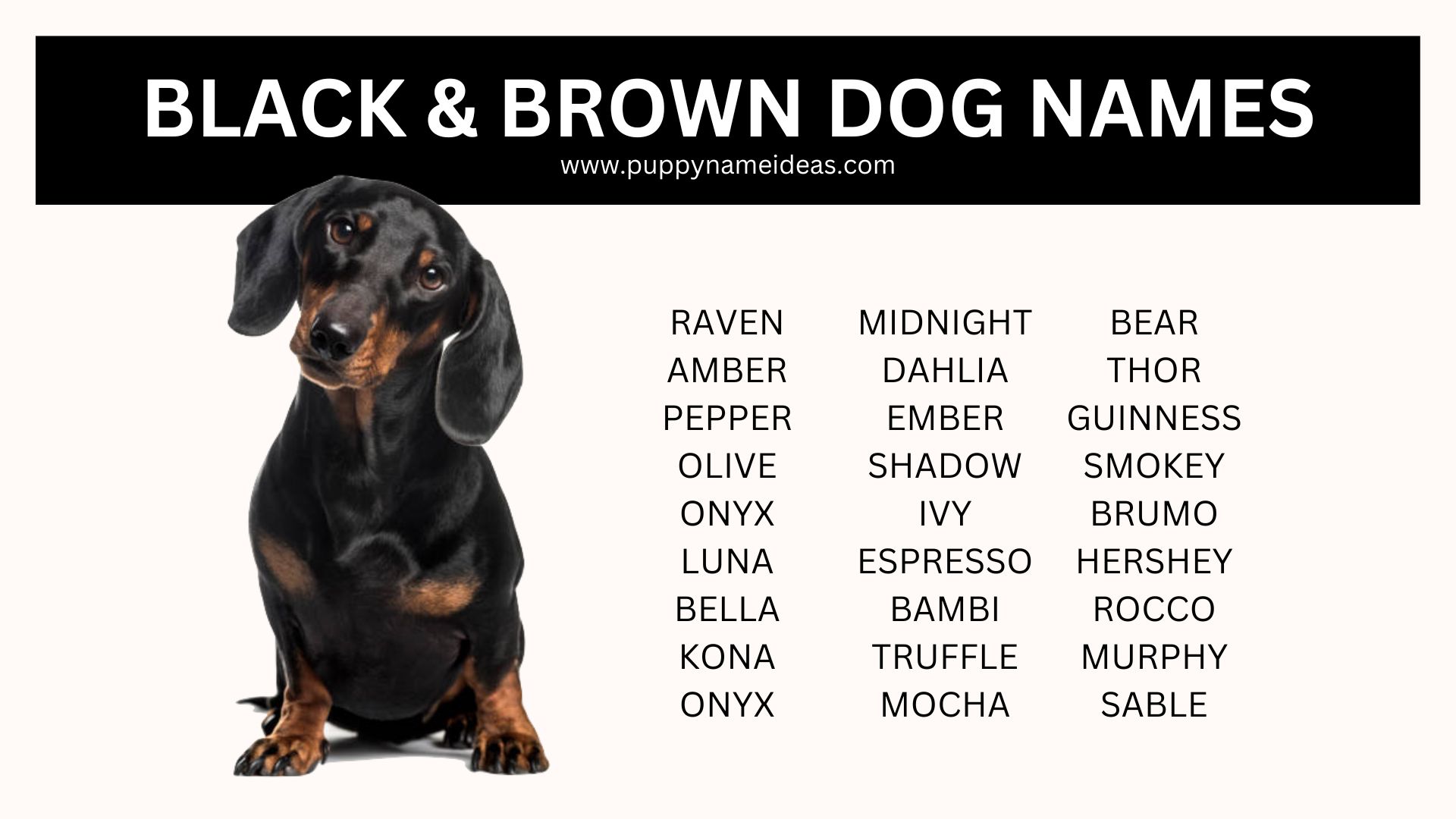 160+ Black and Brown Dog Names