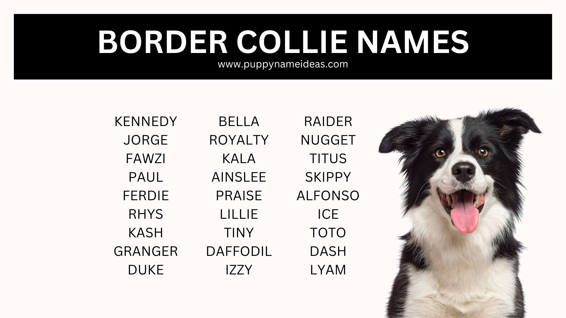 list of border collie names