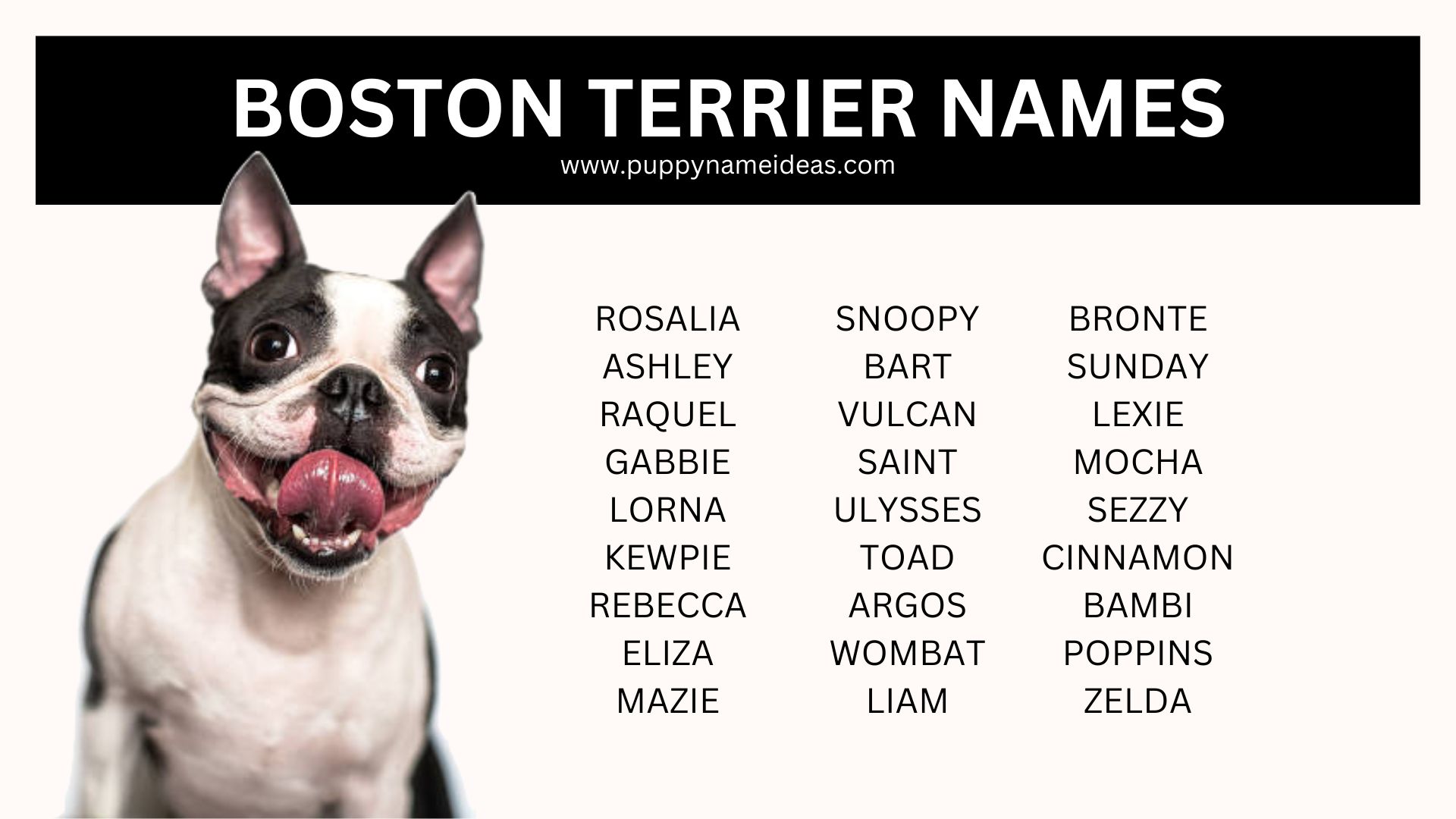 list of boston terrier names