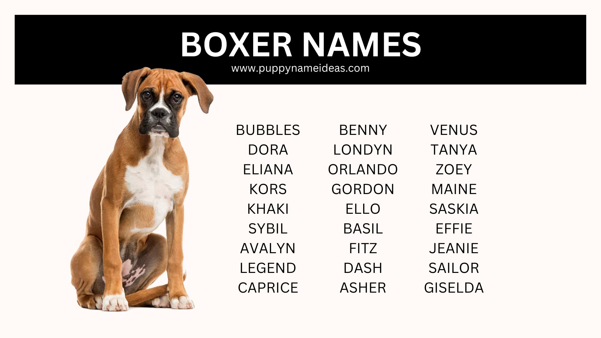 list of boxer names