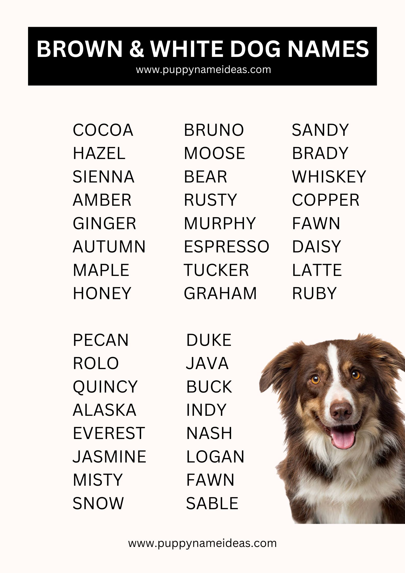 List Of Brown & White Dog Names