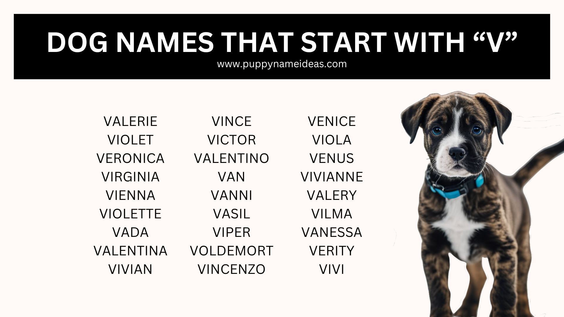 Dog Names That Start With V