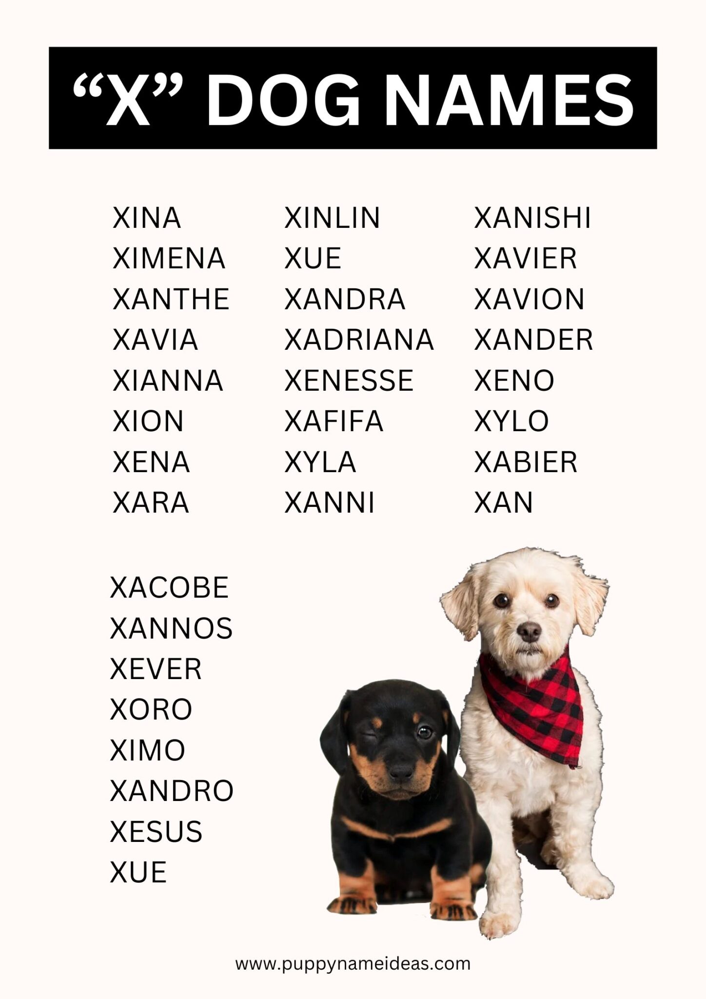 Hypoallergenic Dog Names Starting With X