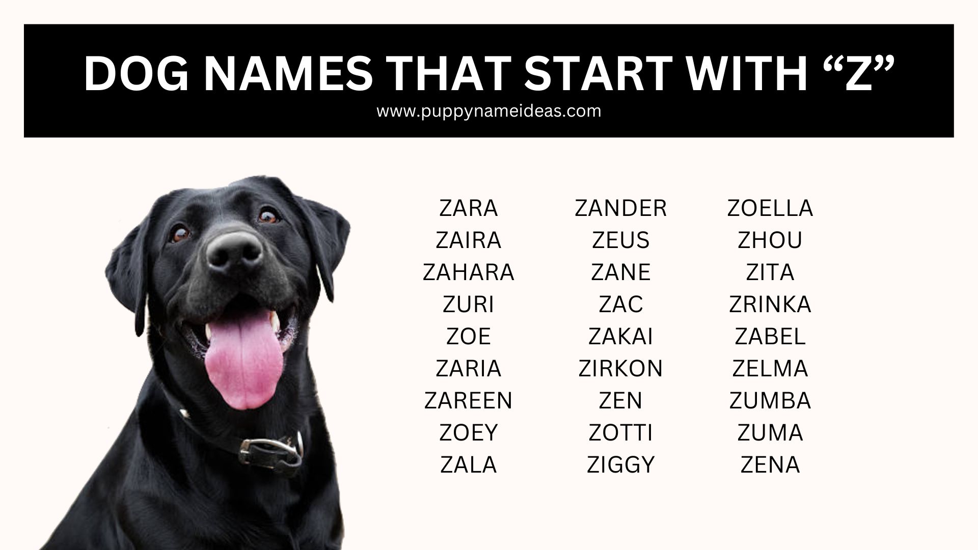 Dog Names That Start With Z