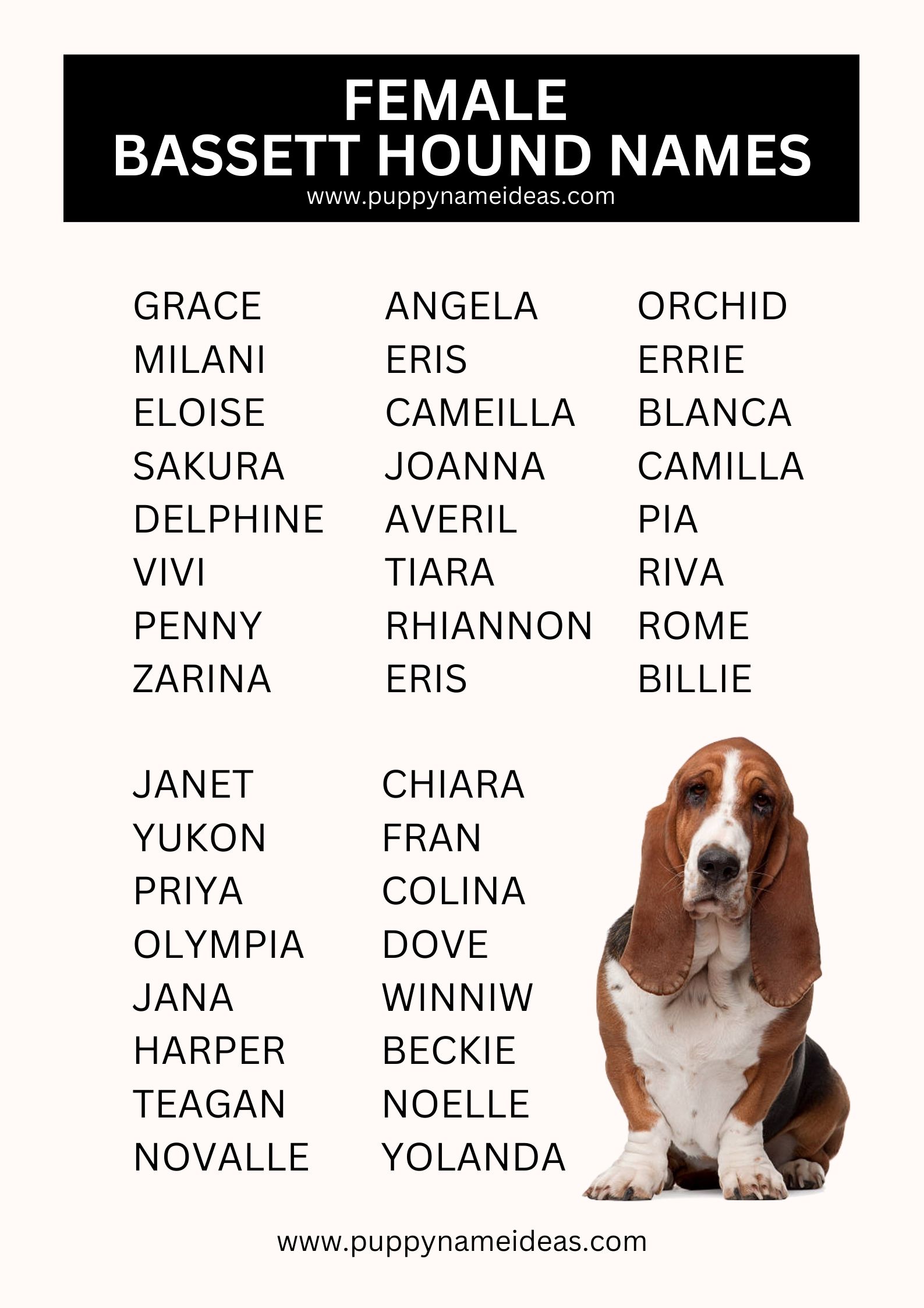 List Of Female Basset Hound Names