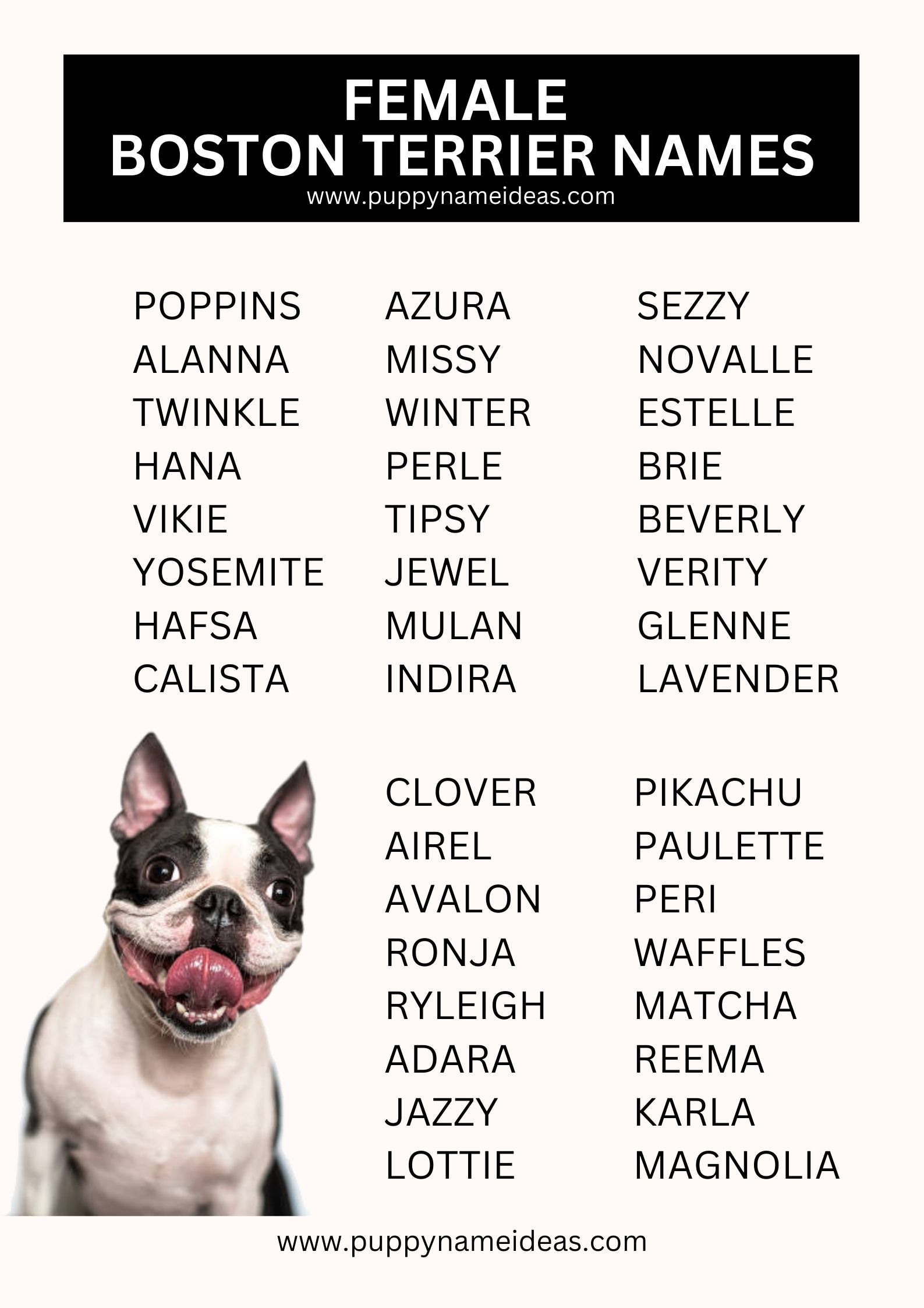 435+ Boston Terrier Names (With Meanings)