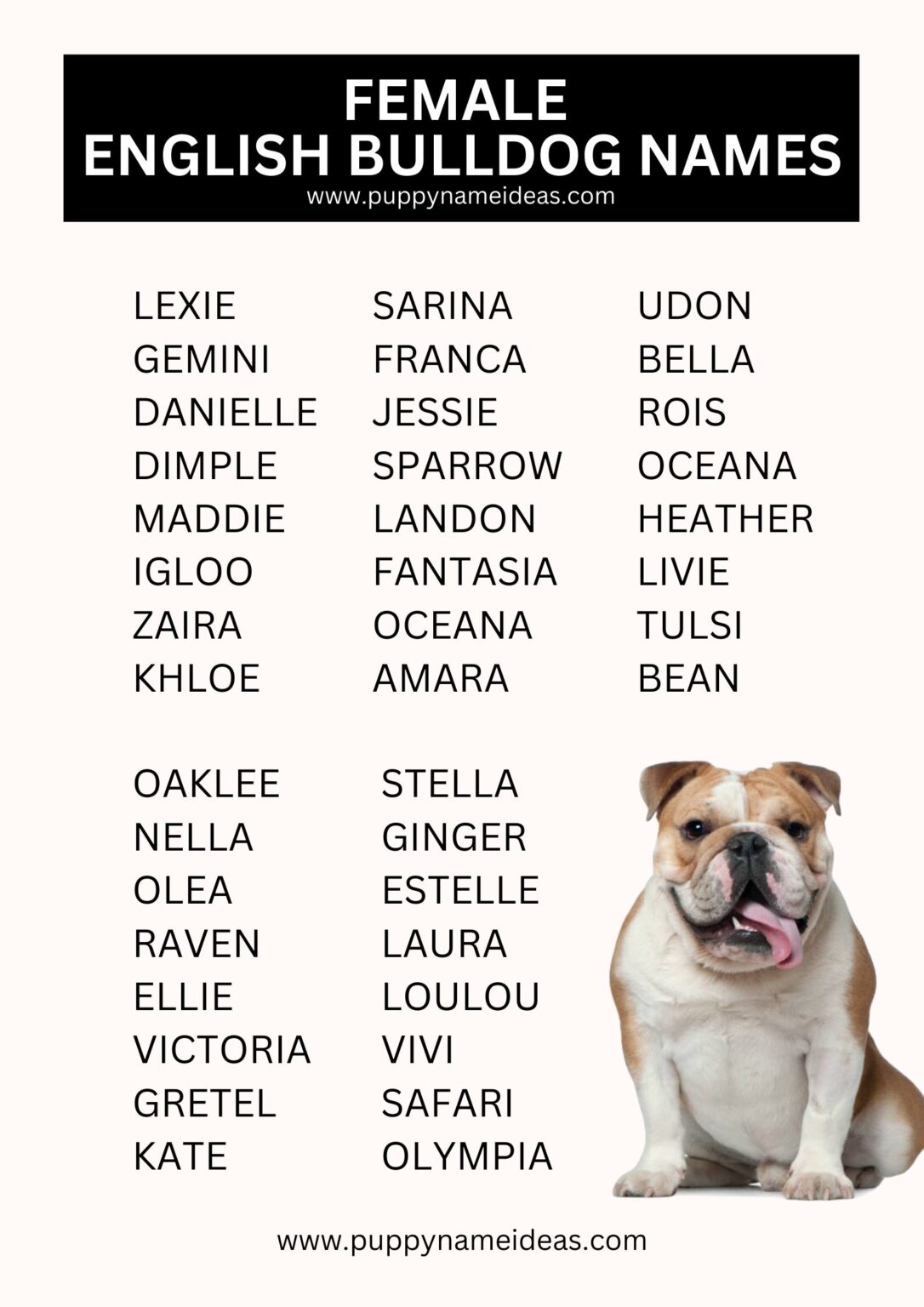 380+ English Bulldog Names (with Meanings)