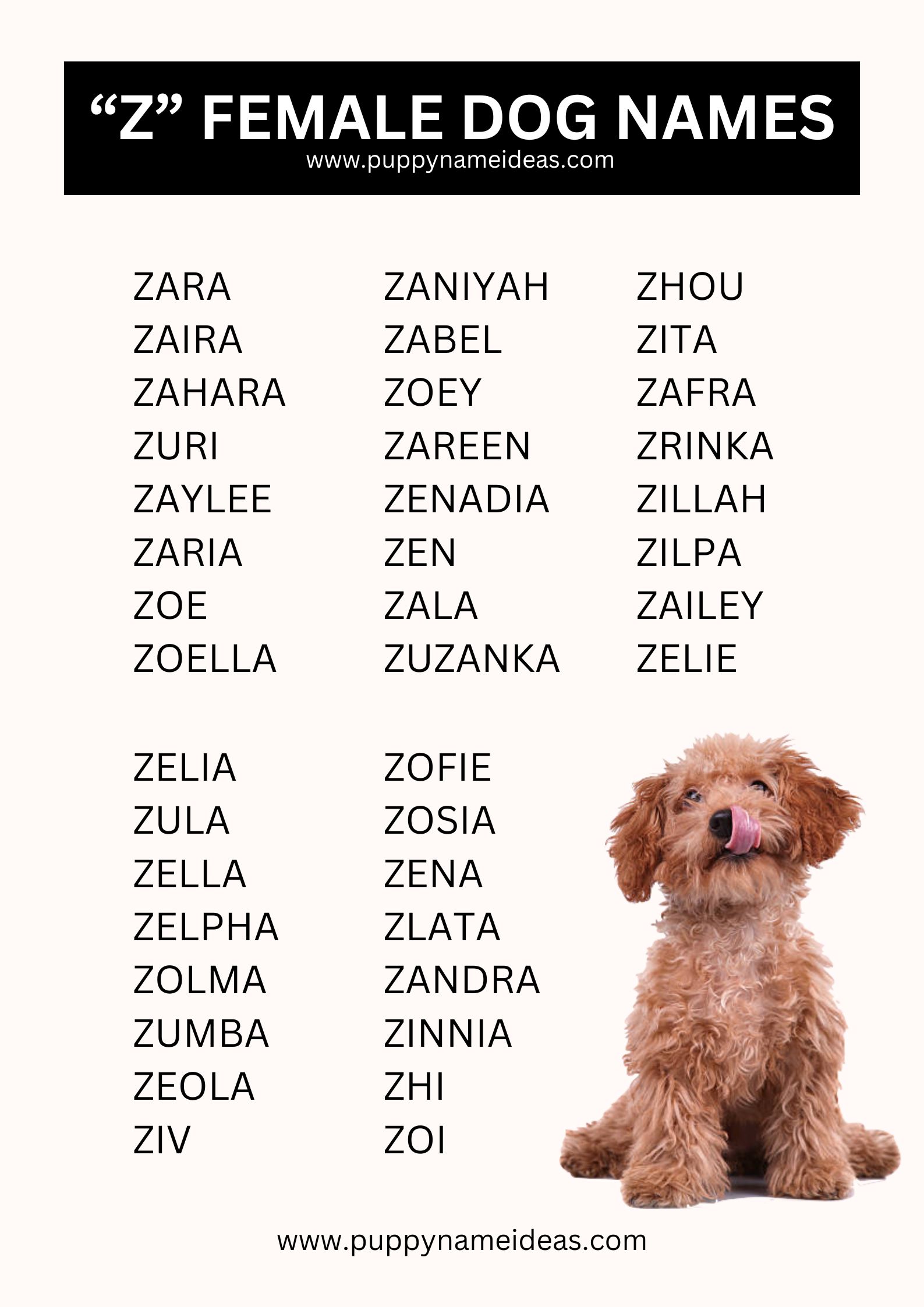 List Of Girl Dog Names That Start With Z