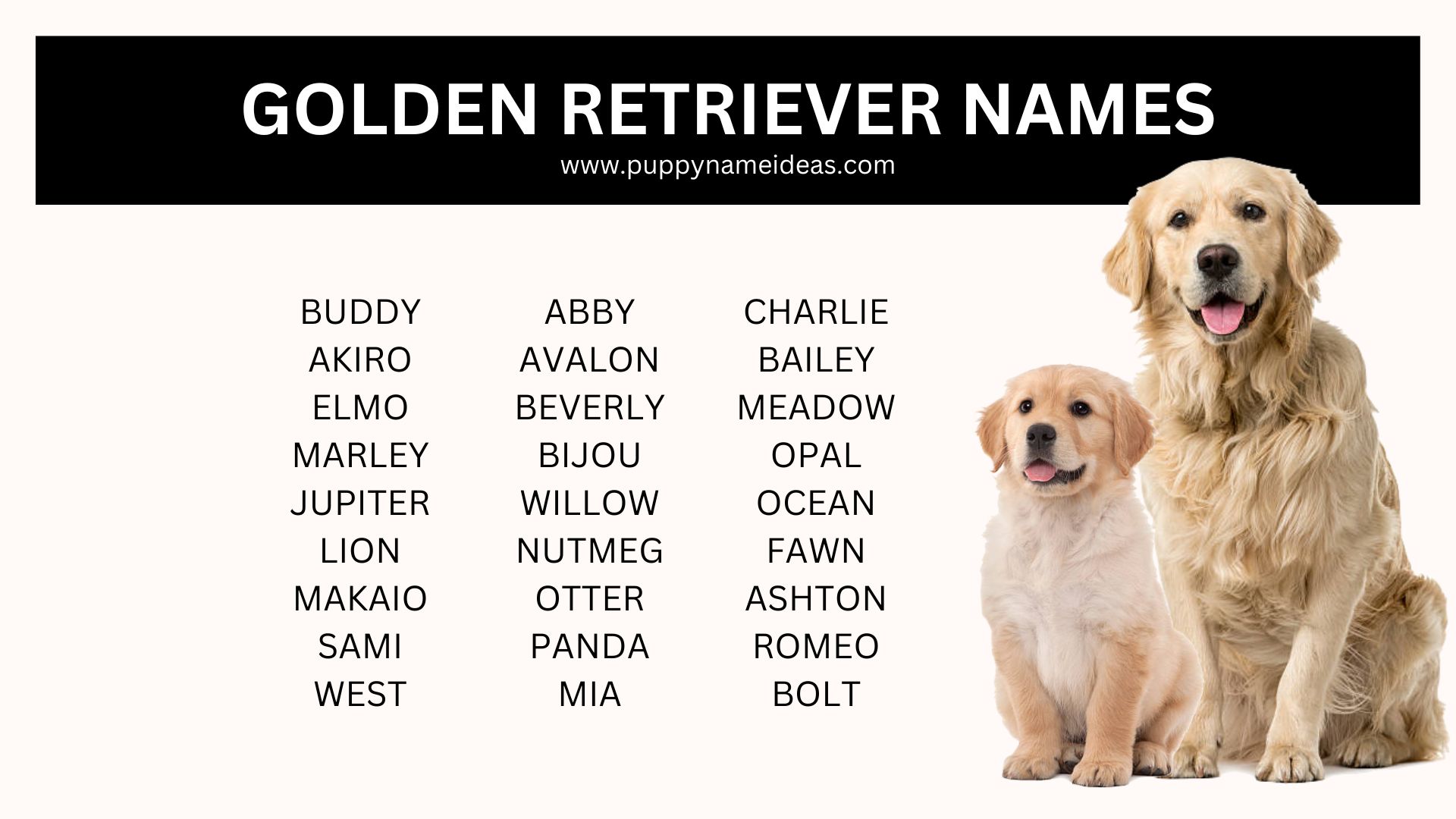 445+ Golden Retriever Names (With Meanings)