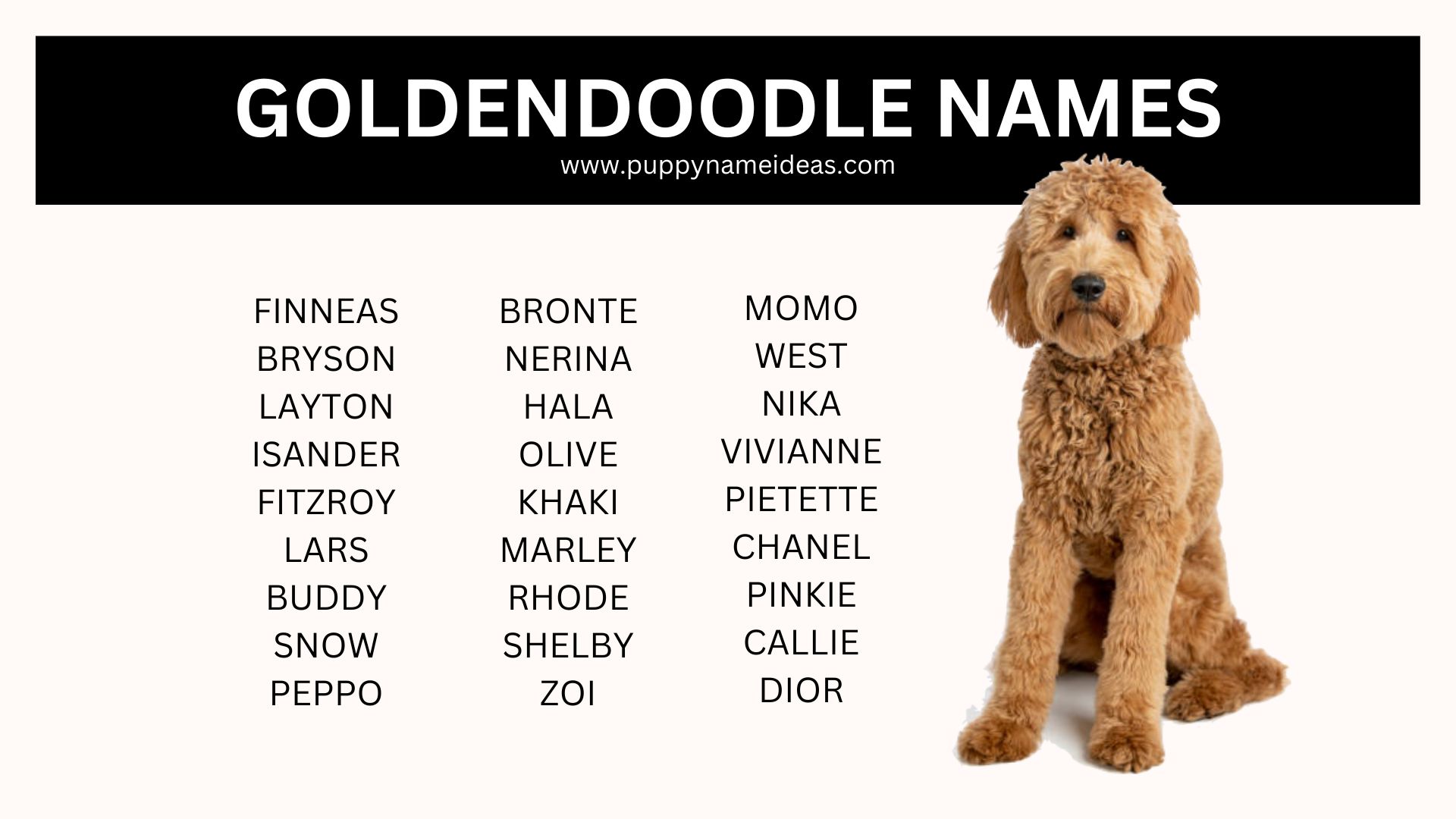 400+ Goldendoodle Names (With Meanings)