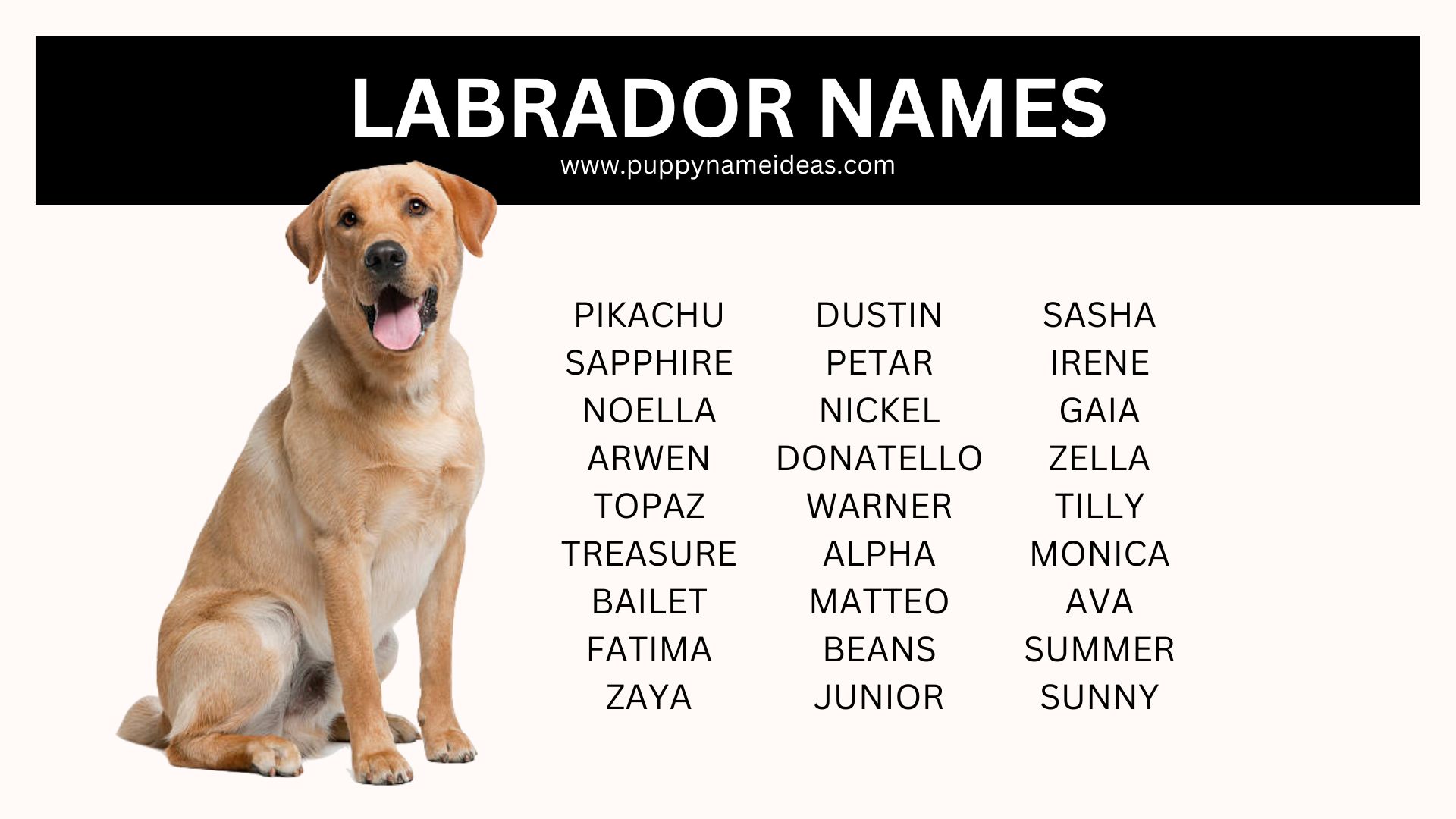 list of labrador names